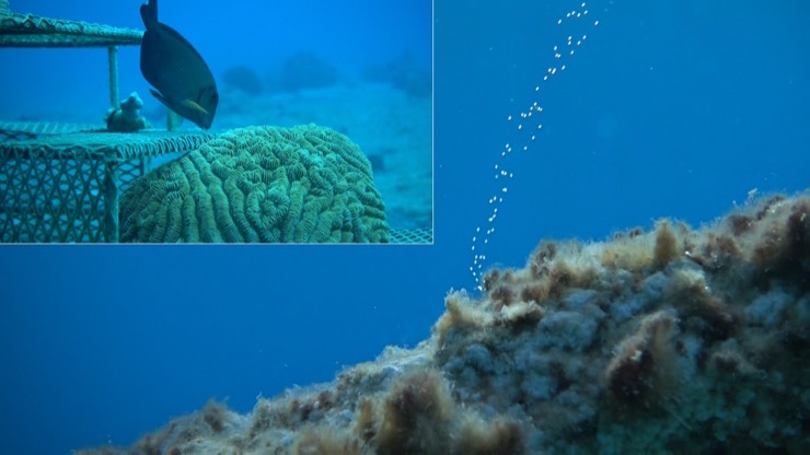 Fish swimming around electrolytically growing rocks with corals planted on them.