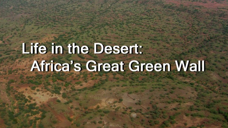 A green patch of desert in Niger with the words Greening the Desert: Africa's Great Green Wall overlaid, title card for a CCell Blog.