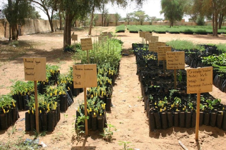 Trees selected for the great green wall growning in nurseries.