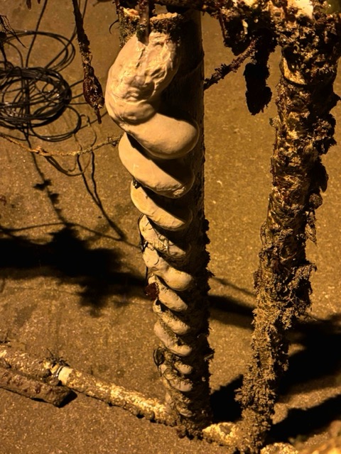 Mineral accretion on a bamboo