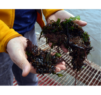 A person holding baby mussels on a marine pontoon.