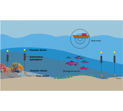 Illustration of hydrophones used in marine environments for acoustic beamforming.