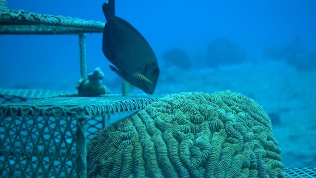 A fish and coral on an electrified reef